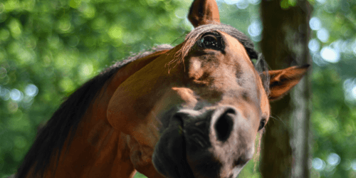 Pferde-Haftpflichtversicherung